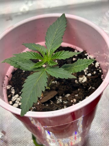 First Ever Grow GT — seedling_rooting, day 17
