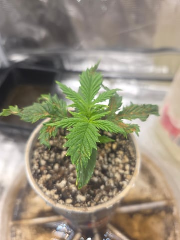 Experiment Time — vegetative, day 19