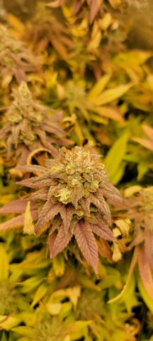 $chooners Grow — flower, day 43