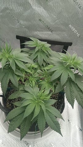 Critical Purple Kush — vegetative, day 61