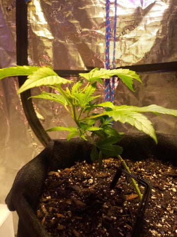 Gorilla Cookies Auto