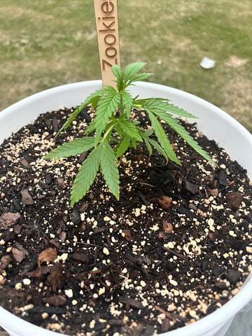 First ever grow — vegetative, day 37