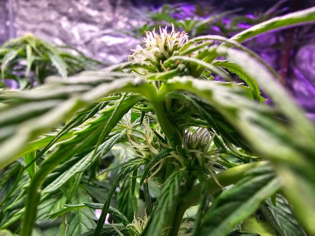 Cheshablue  — flower, day 16
