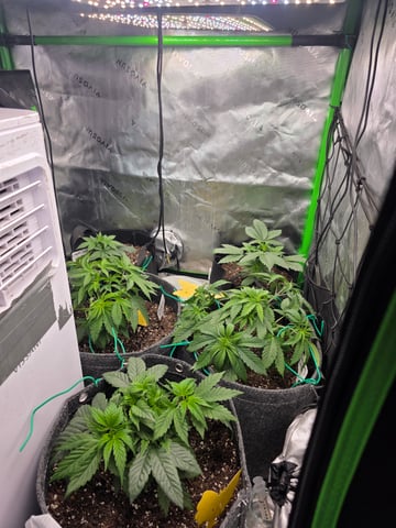 My Second Indoor — vegetative, day 20