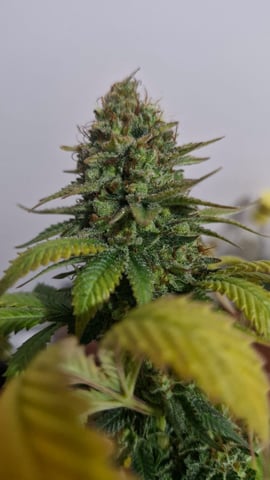 Yeti's Perpetual — none, day 135