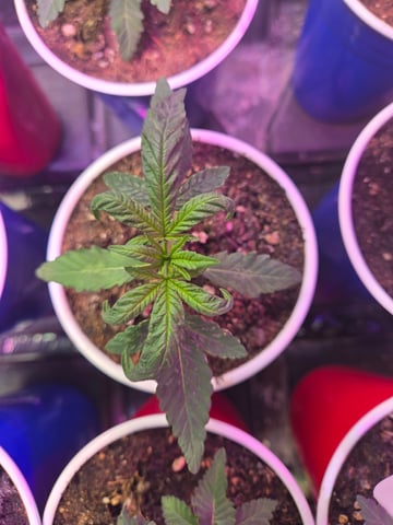 fruitstripe-x-breathworks VS Tropical cherry vs kush cake. vs og haze — vegetative, day 23