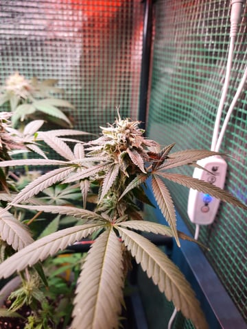 missing pieces — flower, day 102