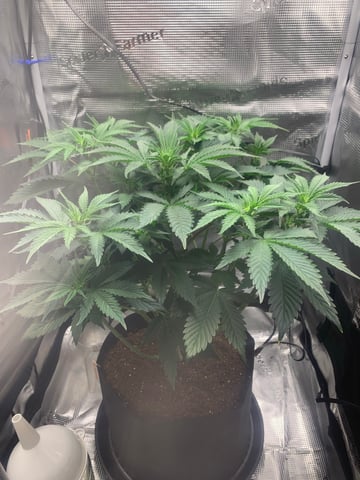 Blackberry Moonrocks (First Grow)