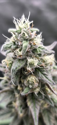 SGC And GWS Clones — flower, day 44