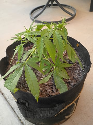 Purple Plum Perfect 💜 & 2 Grape Runtz 🍇 Mainlining garden.  — vegetative, day 53