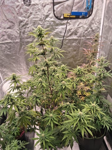 Free Seeds — flower, day 136