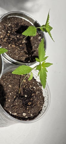 CzechsMex 2.0 — vegetative, day 22