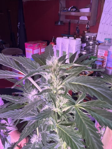 Ak-47 (Fast Verison) and pine Auto  — flower, day 78