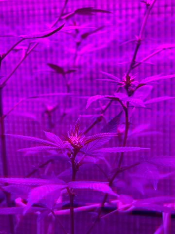 1st baby  — flower, day 7