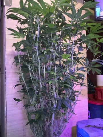 white 🕷️  — flower, day 105