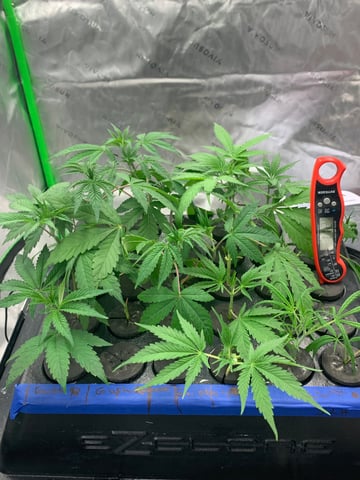 Six  — vegetative, day 44