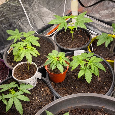 1st indoor grow 8 smaller plan t s — vegetative, day 22