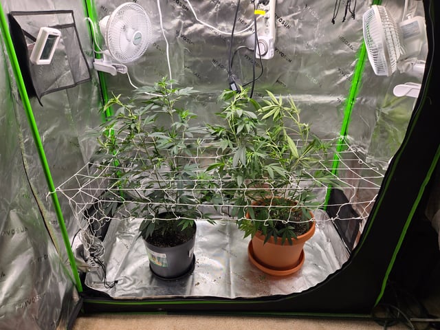 Evermore clones — vegetative, day 37