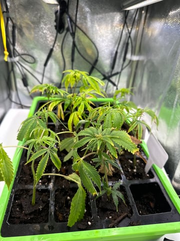 Permanent Marker, Gary Payton Cuttings/Clones  — seedling_rooting, day 15