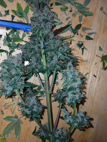 CountryG  — seedling_rooting, day 78