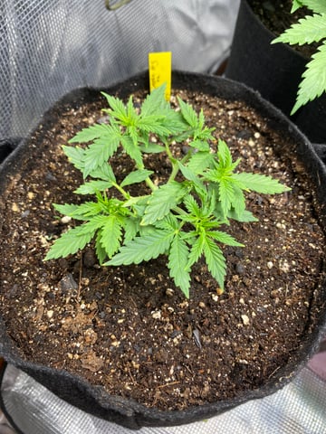 Widows Mimosa(auto) F2 progeny — vegetative, day 31