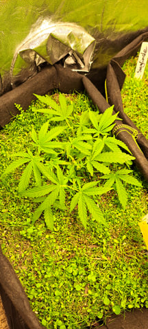 First Grow with the new setup  — vegetative, day 33