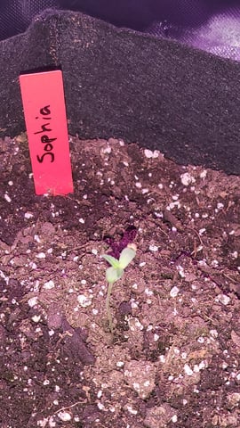 First attempt at planting some seeds — seedling_rooting, day 17