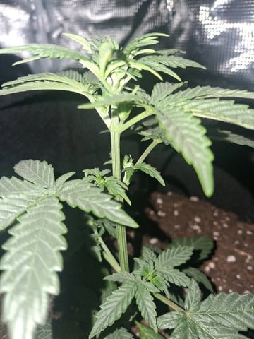 Cali Kush — vegetative, day 29