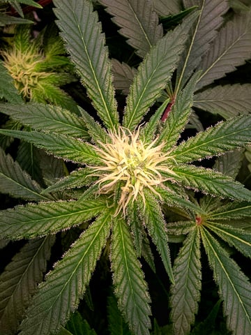 Dirty Bird - Thousand Island Fem & Platinum Kush Breath Remix x Grape Cakehead Fem Photo  — flower, day 77