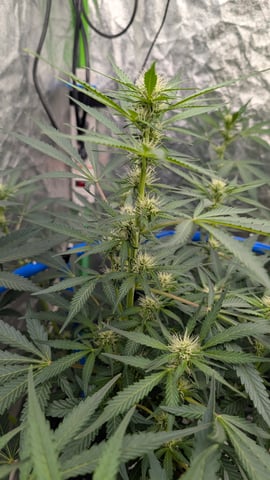 Mixed Grow — grow_setup, day 44