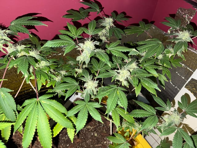 OG Kush — flower, day 109