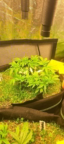 First Grow with the new setup  — vegetative, day 50