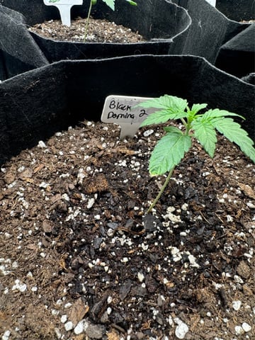SSH and BD — seedling_rooting, day 14