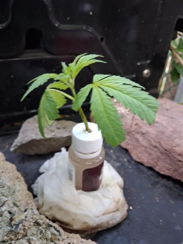 My First Grow — vegetative, day 93
