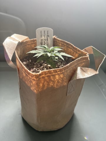 Inside Mother Plants — vegetative, day 36