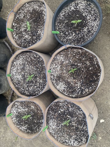 Auto Grow #2 2026 — seedling_rooting, day 16