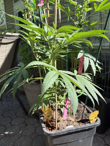 Roadkill Skunk — vegetative, day 26