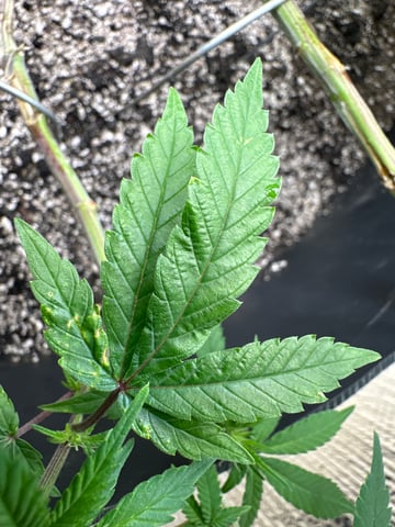 Gelly Mama and Sugar Tree — flower, day 180