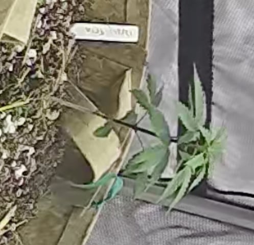 new tent — germination, day 33