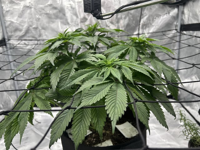 2025-26 harvest INDOOR — flower, day 98