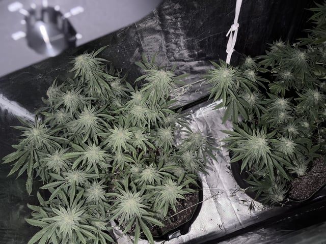 New LADIEZZ — flower, day 108