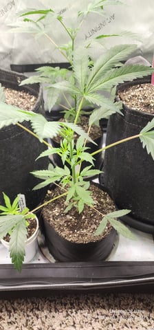 Found my Females... Game On! — vegetative, day 49