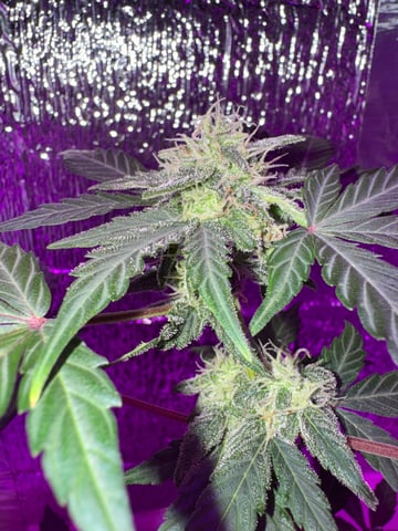 Quick One — flower, day 16