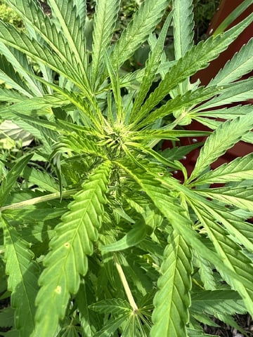 Banjo (Adam’s Plant) — flower, day 40