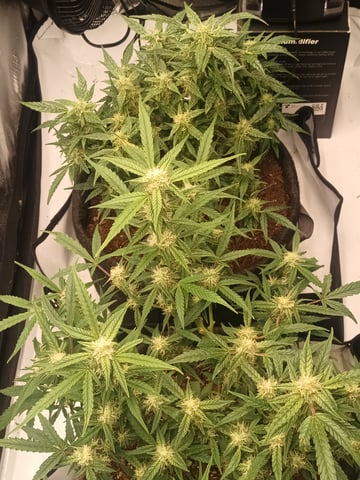 Flava Boyz 1st Grow — flower, day 59