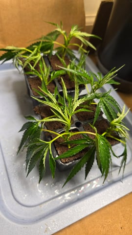 2nd Generation Clones — seedling_rooting, day 3