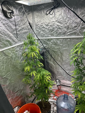 two clones and sour diesel  — flower, day 21