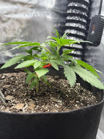 Gorilla Cookies 2nd Try — vegetative, day 31