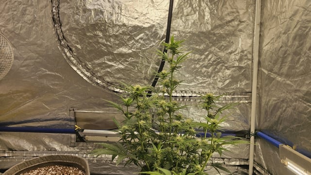 Autos For The Rest Of Winter 🔥🔥😉 — germination, day 12