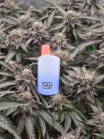 Divine Gelato 3 x Blue Zushi x 44 Photo — flower, day 105